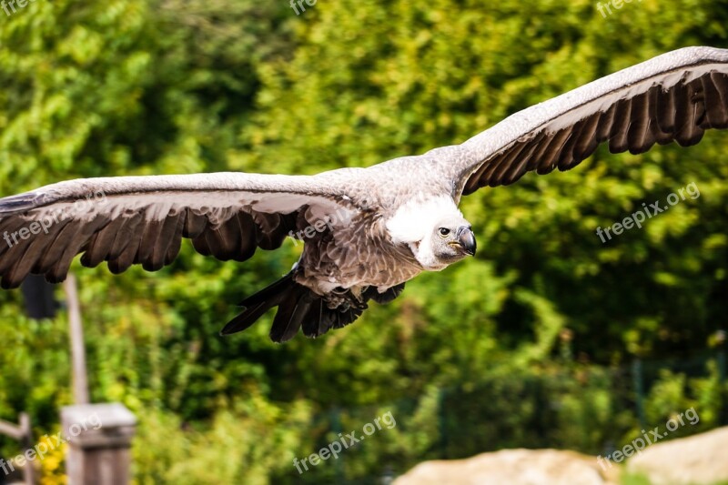 Bird Vulture Gaia Zoo Gaia Park Flying