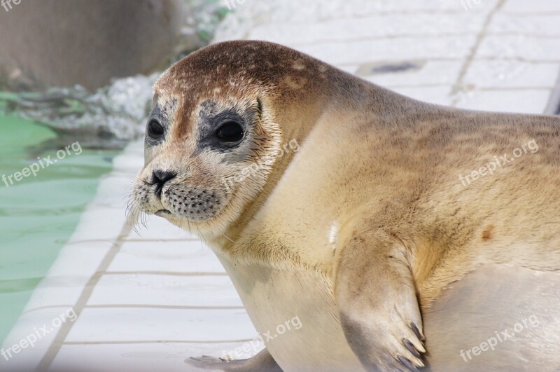 Robbe Seal Seerobbe Netherlands Coast