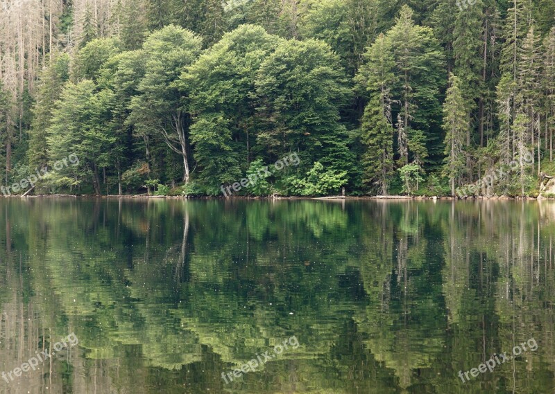 Black Lake Lake Water šumava Nature