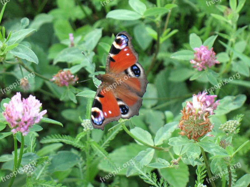 Butterfly Insect Nature Green Background Macro