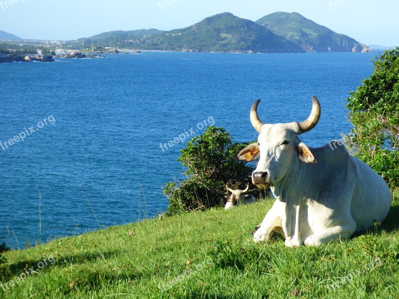 Brazil Santa Catarina Pink Beach Red Beach Cattle