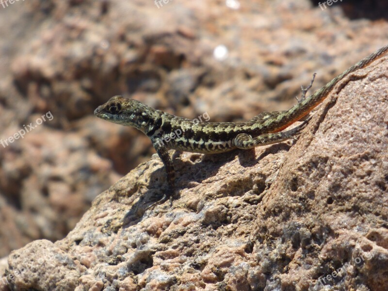 Brazil Santa Catarina Pink Beach Lizard Free Photos