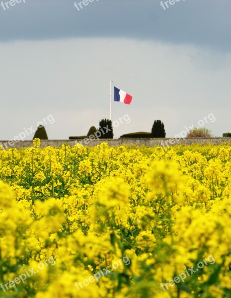 French Flag Flowers Yellow Commemoration Tribute