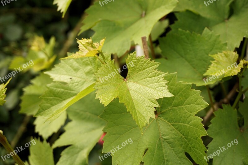 Vine Leaves Leaves Nature Wine Green