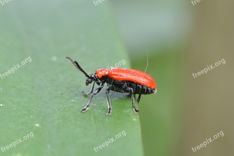 Lily Chicken Leaf Beetle Criocerinae Beetle Red