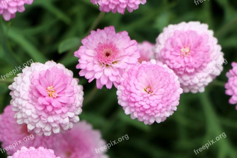 Chrysanthemum Daisy Plants Flowers Nature