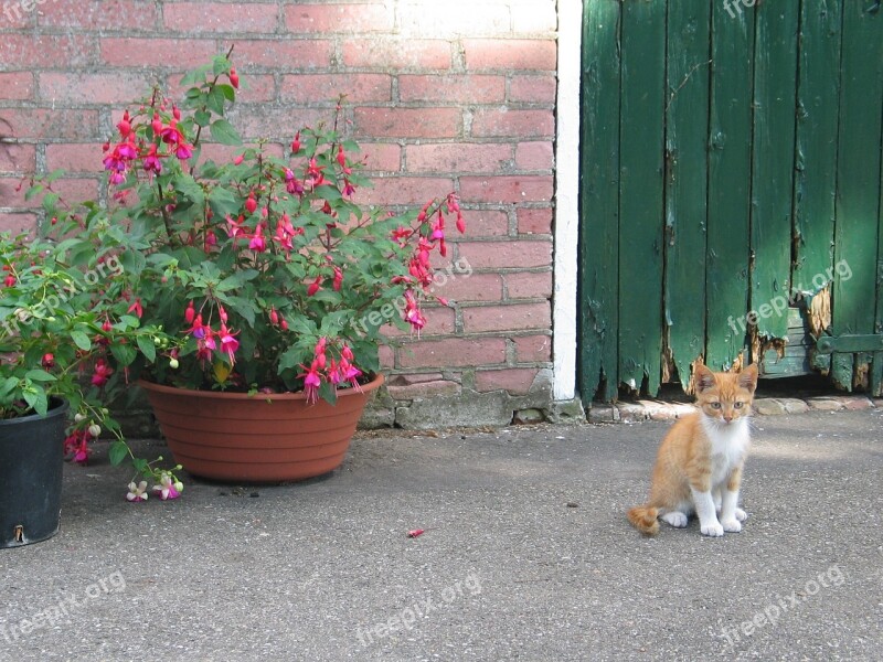 Cat Red White Animal Pet