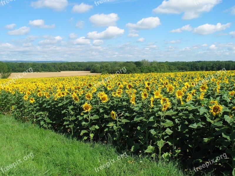 Sunflower Flora Flower Yellow Field