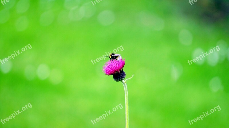 Flower Bee Insect Nature Summer