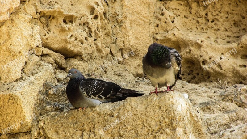 Pigeons Birds Resting Castle Cyprus