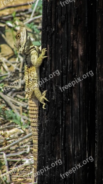 Cyprus Lizard Kurkutas Reptile Fauna