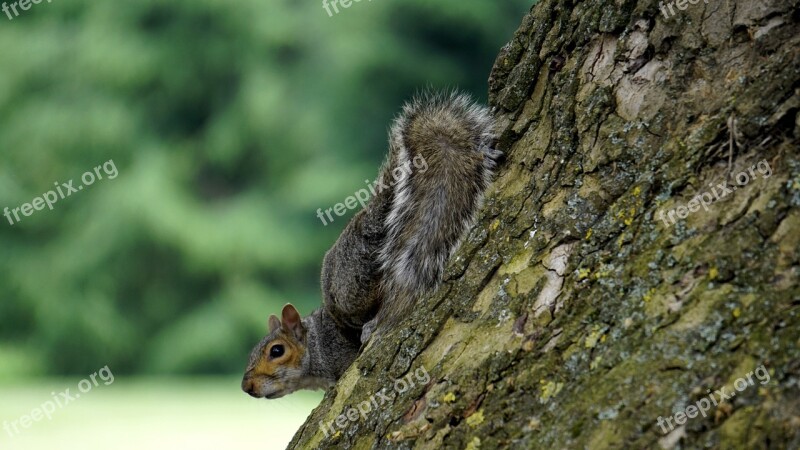 Grey Squirrel Wood Animal Squirrel Fur