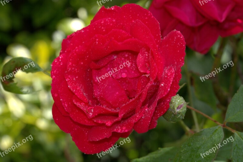 Red Rose Rose Rosales Wet Rose Blooms