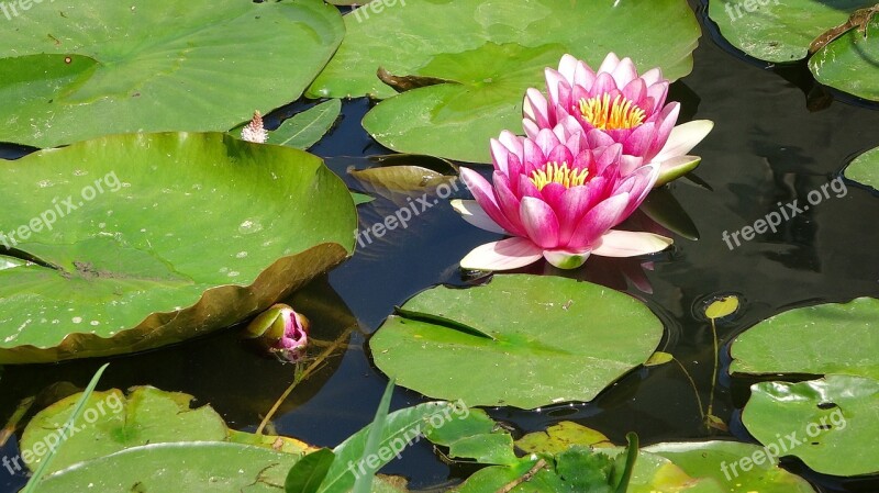 Water Lilies Flowers Nature Flower Water Blooming Flowers