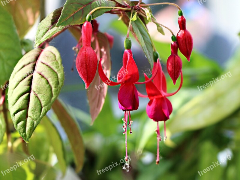 Flower The Buds Red Gentle Nature