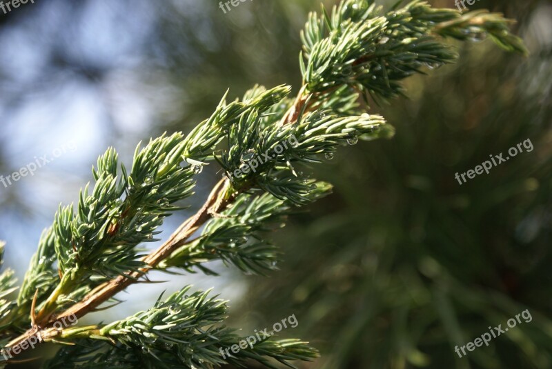 Sprig Drops Juniper Juniper Scaly Juniperus Squamata