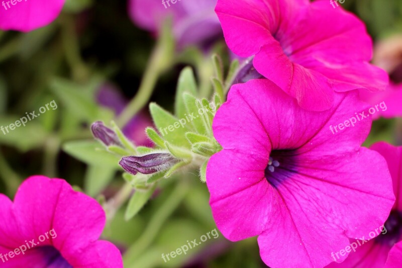 Petunia Plants Flowers Nature Tabitha