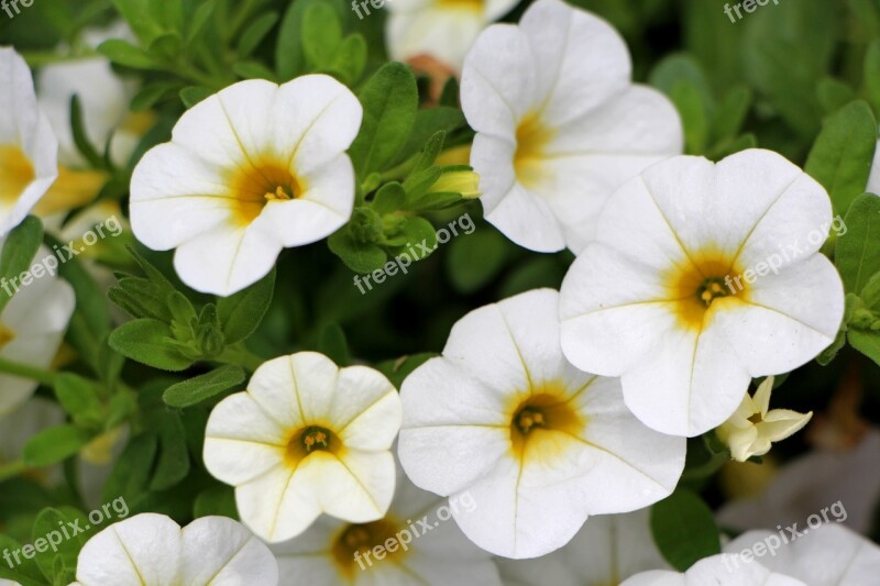 Petunia Plants Flowers Nature Tabitha