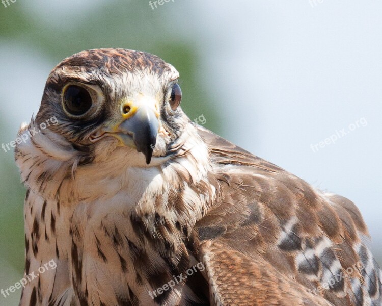 Raptor Falco Bird Laying Predator