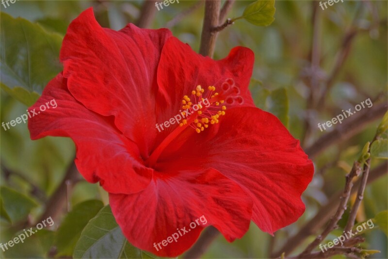 Flower Hibiscus Red Red Flower Free Photos