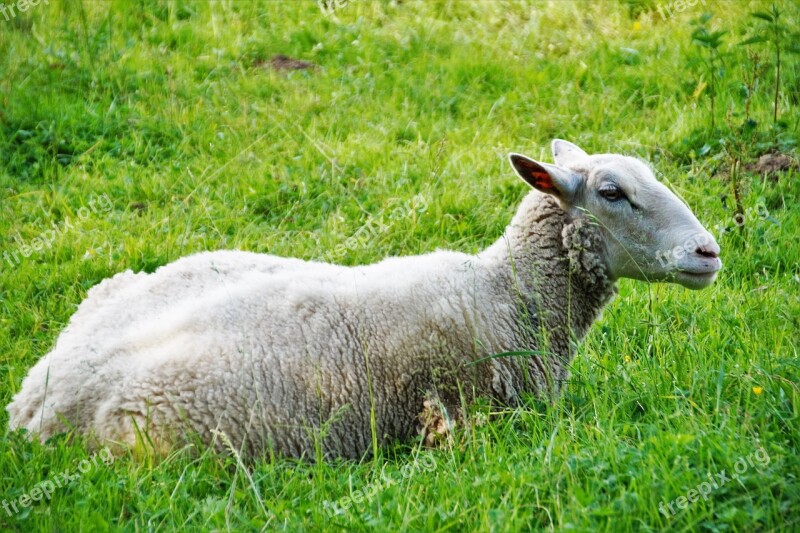 Sheep Home Animal Farmhouse Economy