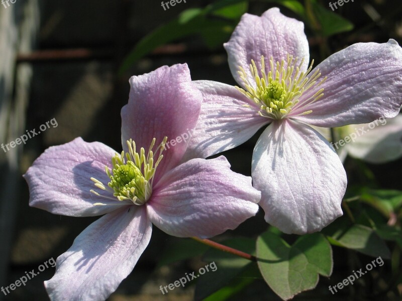 Clematis Core Pestle Stamens Flora