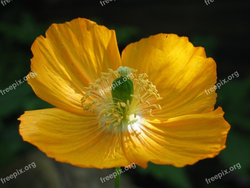 Poppy Core Pestle Stamens Flora