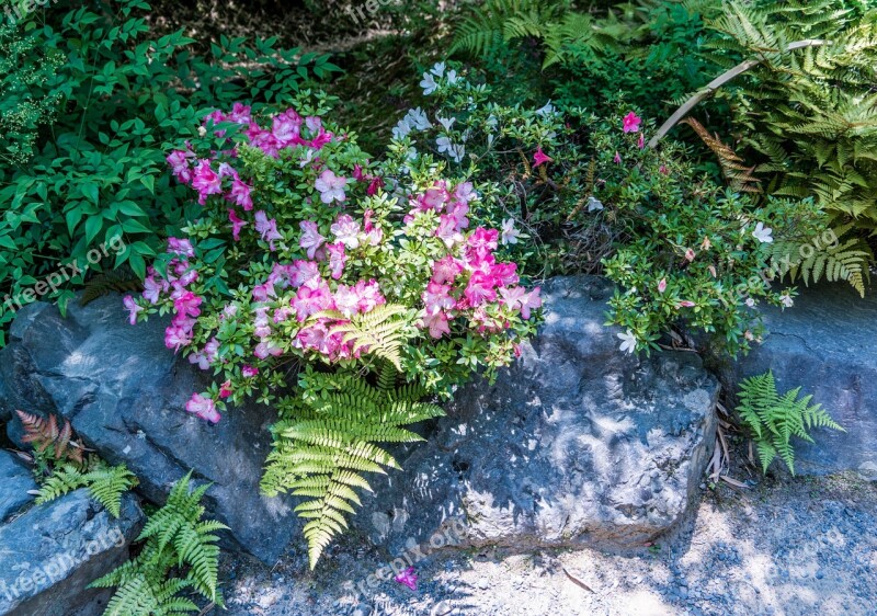 Flowers Rock Ferns Plant Nature