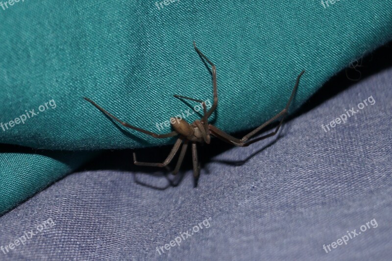 Spider Pest Brown Recluse Fiddle Spider Poisonous