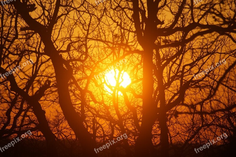 Sun Sunset Trees Landscape Sky