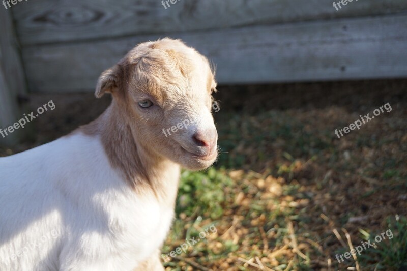 Farmer Goat Kid Farm Animal