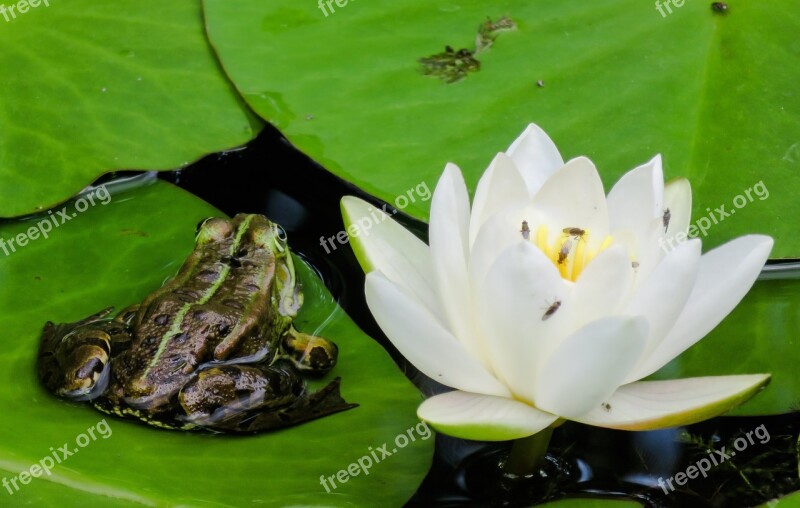 Frog Tree Frog Water Lily Blossom Bloom