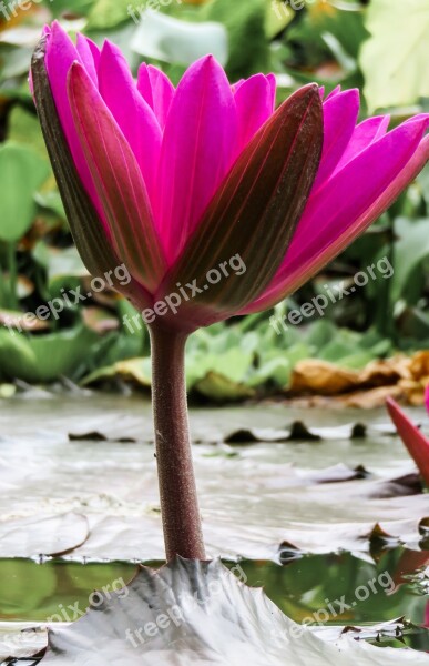 Water Lily Pond Aquatic Plant Blossom Bloom