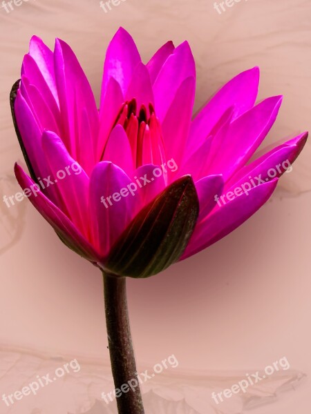 Water Lily Pond Aquatic Plant Blossom Bloom