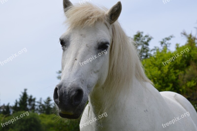 Horse White Mold Mane Pet