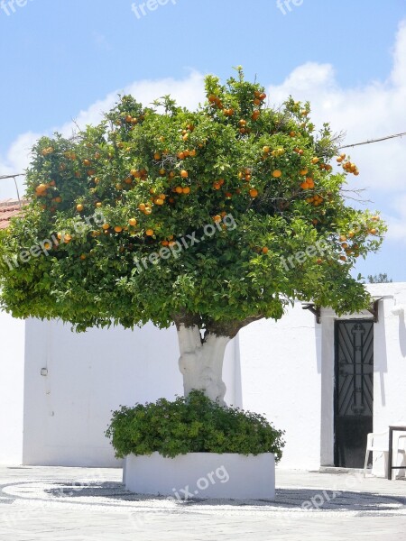 Tree Oranges Nature Citrus Fruit