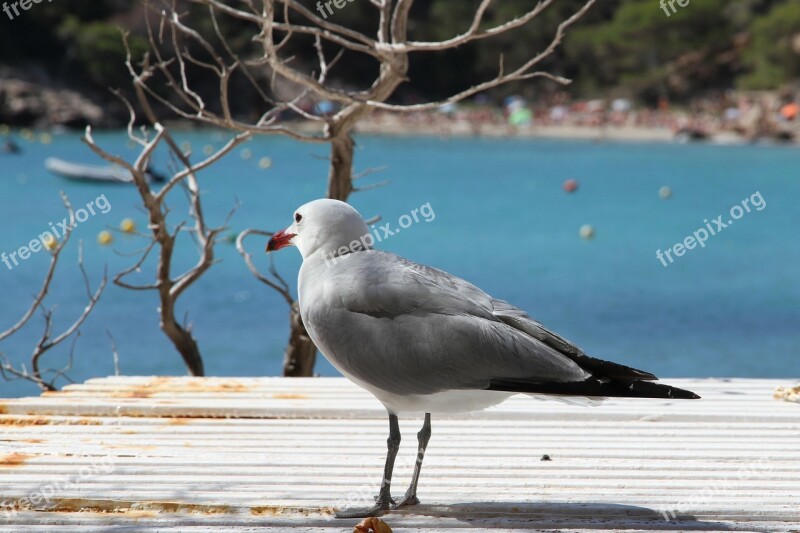 Seagull Beach Blue Sea Summer Free Photos