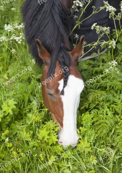 Horse Brush Braid The Eye In The Ear