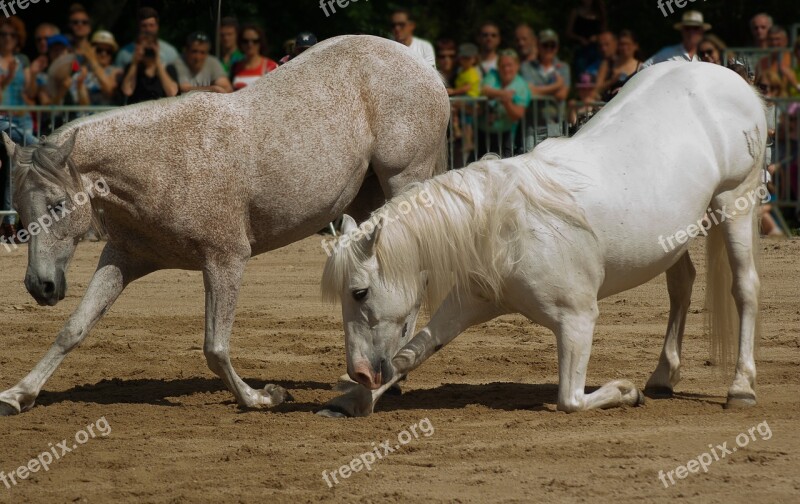 Horses Dressage Horse Show Standard Free Photos