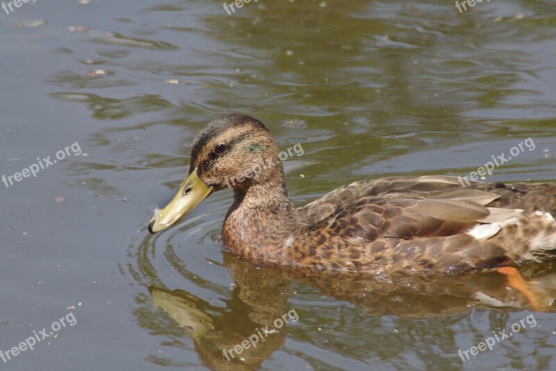 Duck Chicks Water Waters Pond Pour