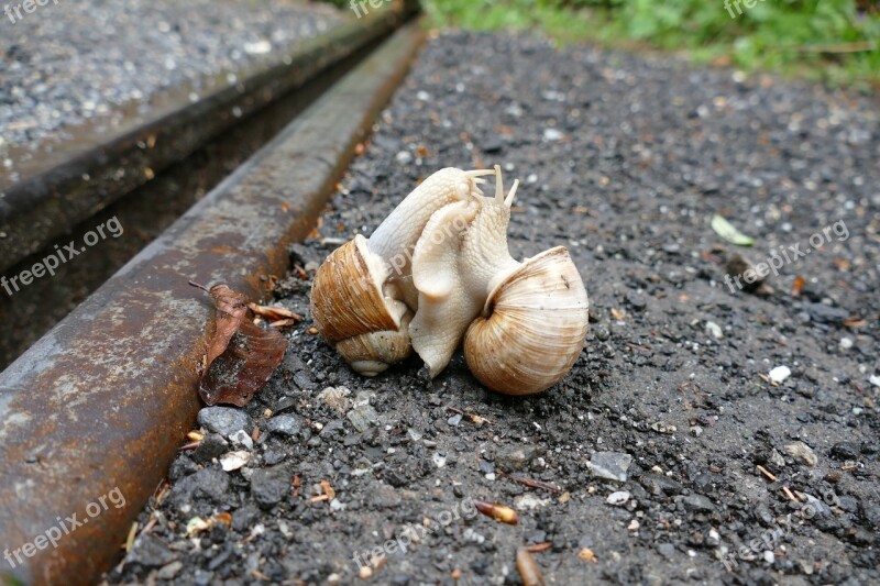 Snail Copulation Pairing Shell Mollusk