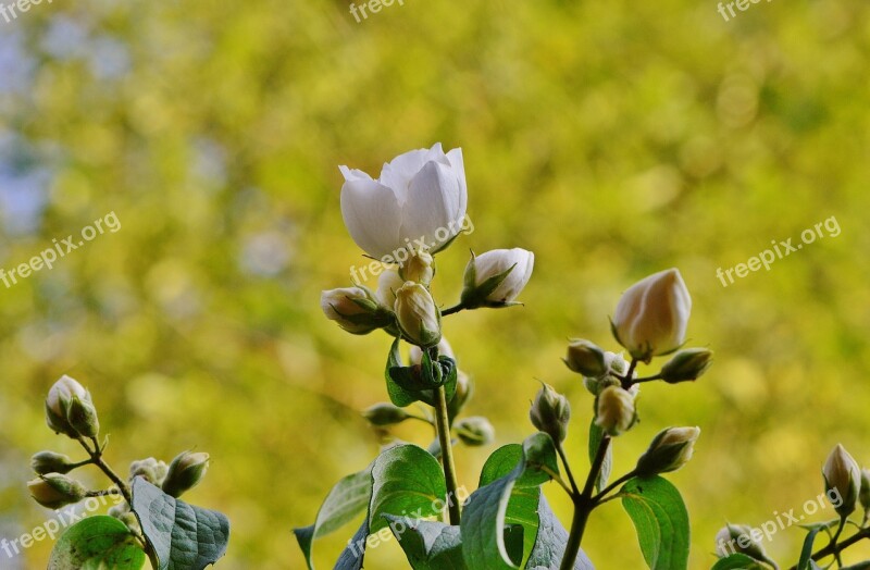 Flower White Jasmin Spring Blossom