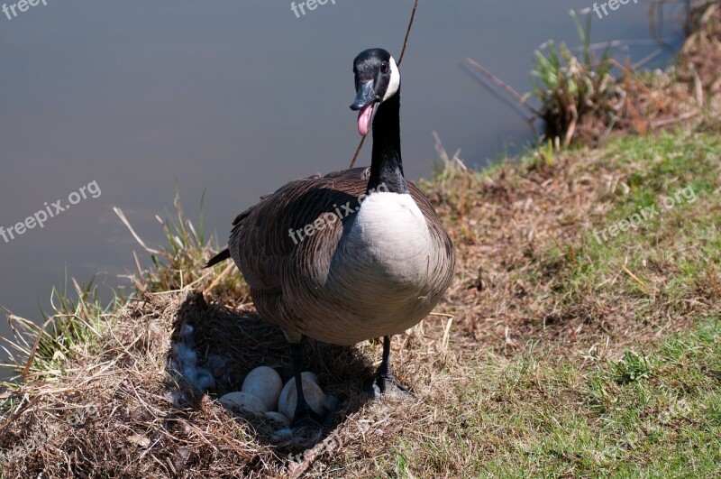 Canada Goose Nesting Nest Goose Wildlife