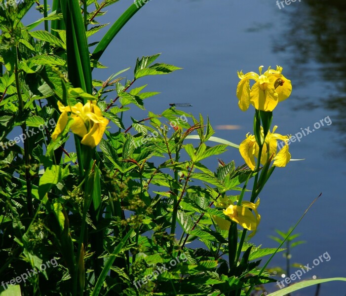 Pond Water Lilies Early Summer Flowers Yellow