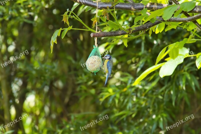 Walnut Tree Bird Tit Fat Balls Eat