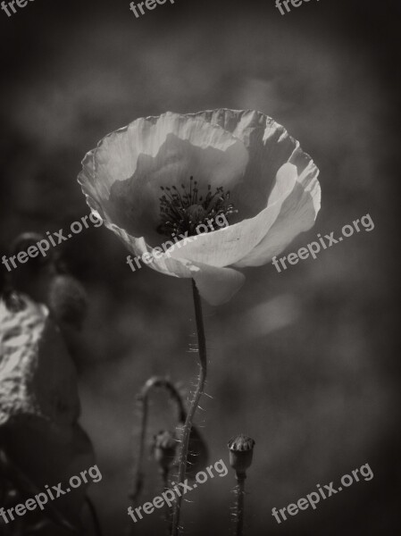 Poppy Black White Blossom Bloom