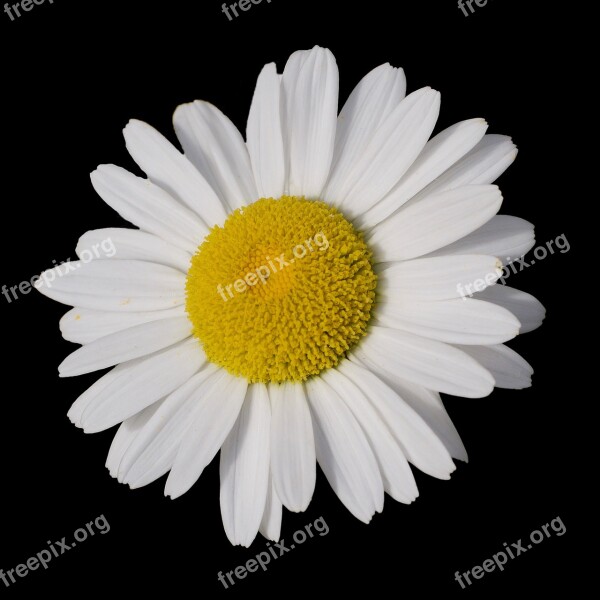 Marguerite Leucanthemum Blossom Bloom Flower