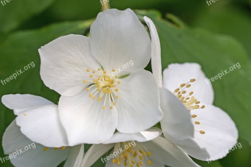 Jasmin Mock Orange European Whistle Shrub Philadelphus Coronary Pale Whistle Shrub