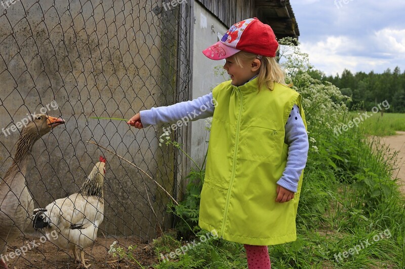 Girl Geese Living Nature Joy Communication