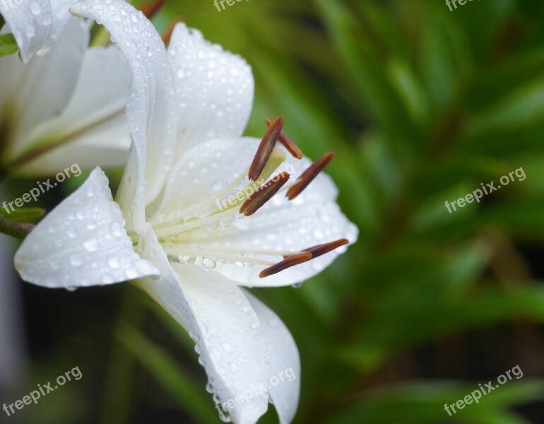 Yuri Lily White Rain Flowers